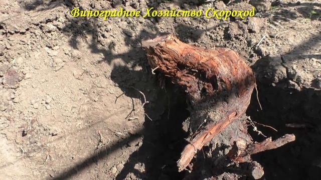 Что делать со старым кустом винограда?