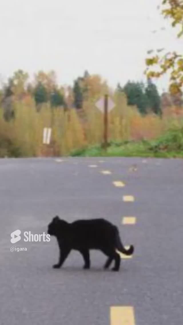 Если черный кот дорогу перейдет - что делать?