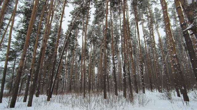 Заснеженный лес. ч.2. Январь 2023