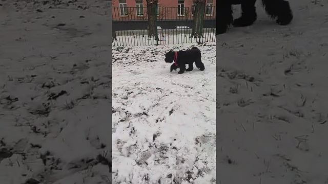 снег, снежок!
