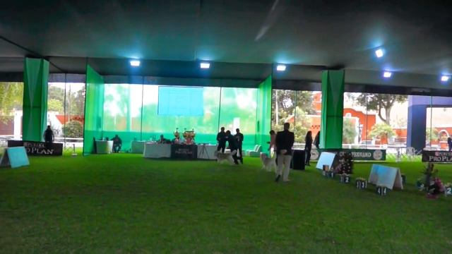 Exposicion KCP Octubre 2019 - Juez Tamas Jakkel (Hungría)