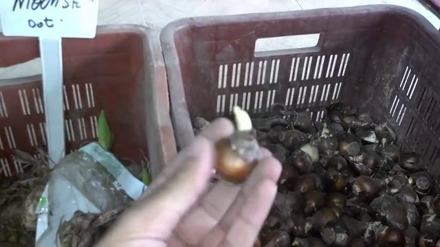 How To Grow  Flower Bulb (Urdu/Hindi)