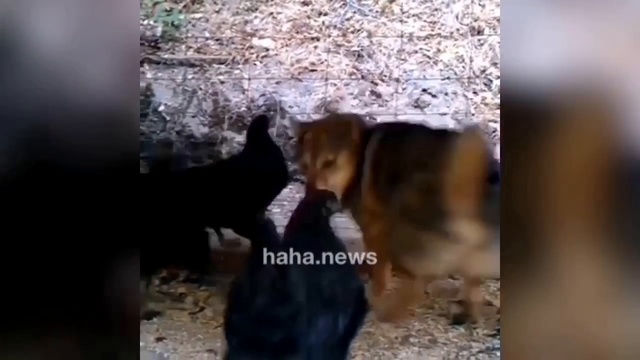 ЗАБАВНЫЕ и НЯШНЫЕ, НАШИ ЧЕТВЕРОНОГИЕ ДРУЗЬЯ