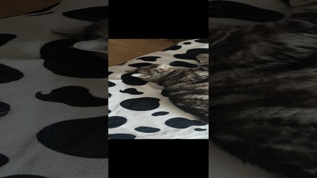 кошка Кэтти
