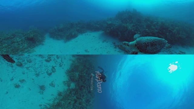 360°, Diving with turtle. 8K Underwater video