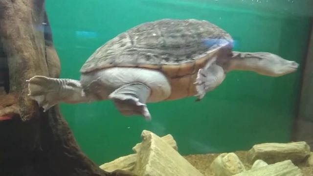 Змеиношейная черепаха в аквариуме/ Snake-necked Turtle in the aquarium