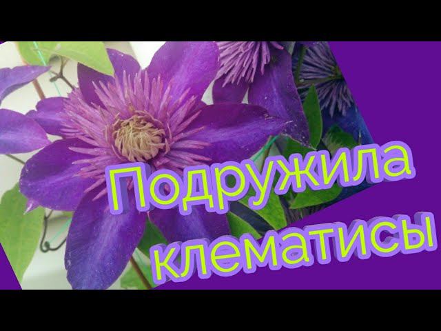 Подружила клематисы.