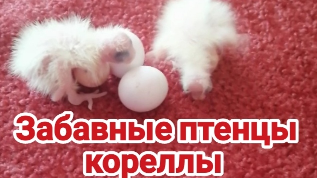 Забавные птенцы кореллы. Птенцы. Корелла