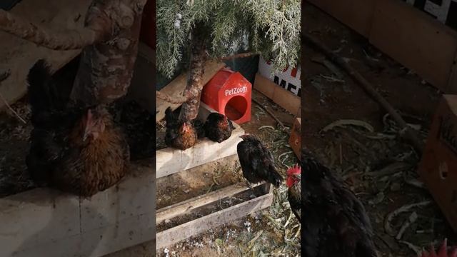 Гнёзда для кур и уток из подручных материалов