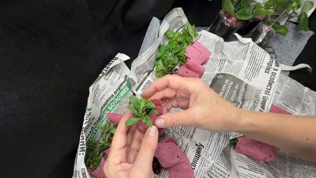 Распаковка посылки с петунией, калибрахоа и пеларгонией от Марины 25 01 24