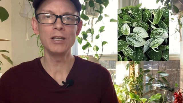 My Wishlist Plants for 2022 | Houseplant Essentials