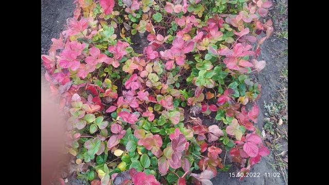 Осенняя грусть.avi