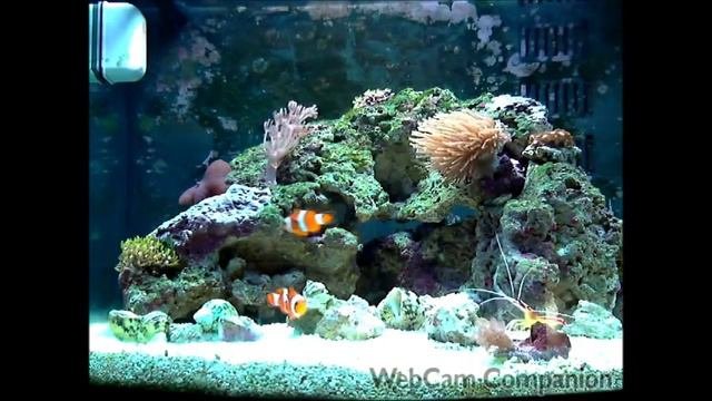 Boyu TL 450 Marine Reef Tank