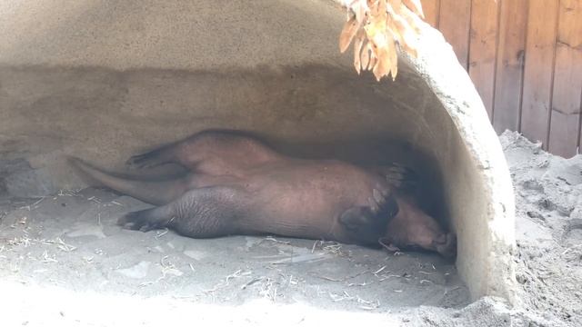 Морозоустойчивый Тери