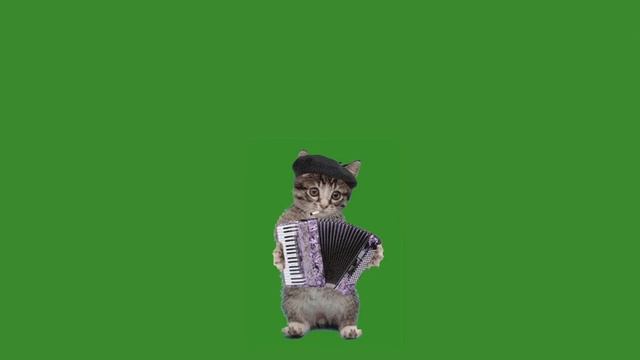 КОТ-БАЯН ХРОМАКЕЙ НА ЗЕЛЕНОМ ФОНЕ