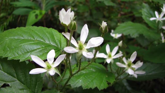 trailing blackberry - Rubus ursinus.  Identification and characteristics