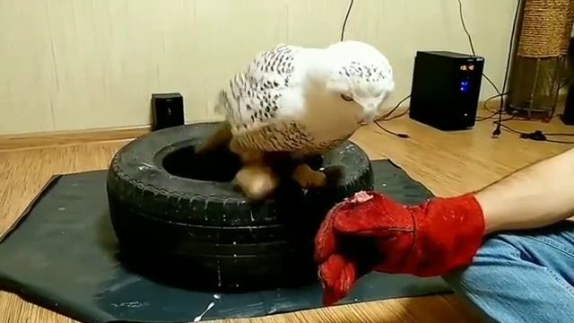 Тренировка полярной совы Полины