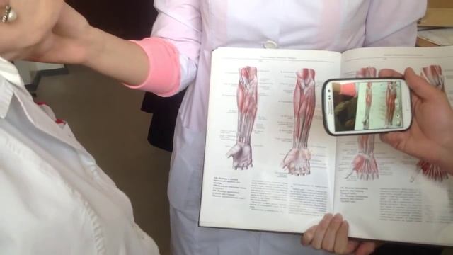 Анатомия: мышцы верхних конечностей