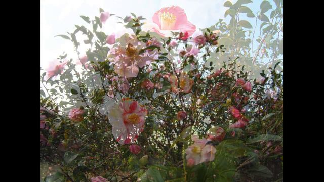 Tsubaki Hana Garden Camellia Flower Garden