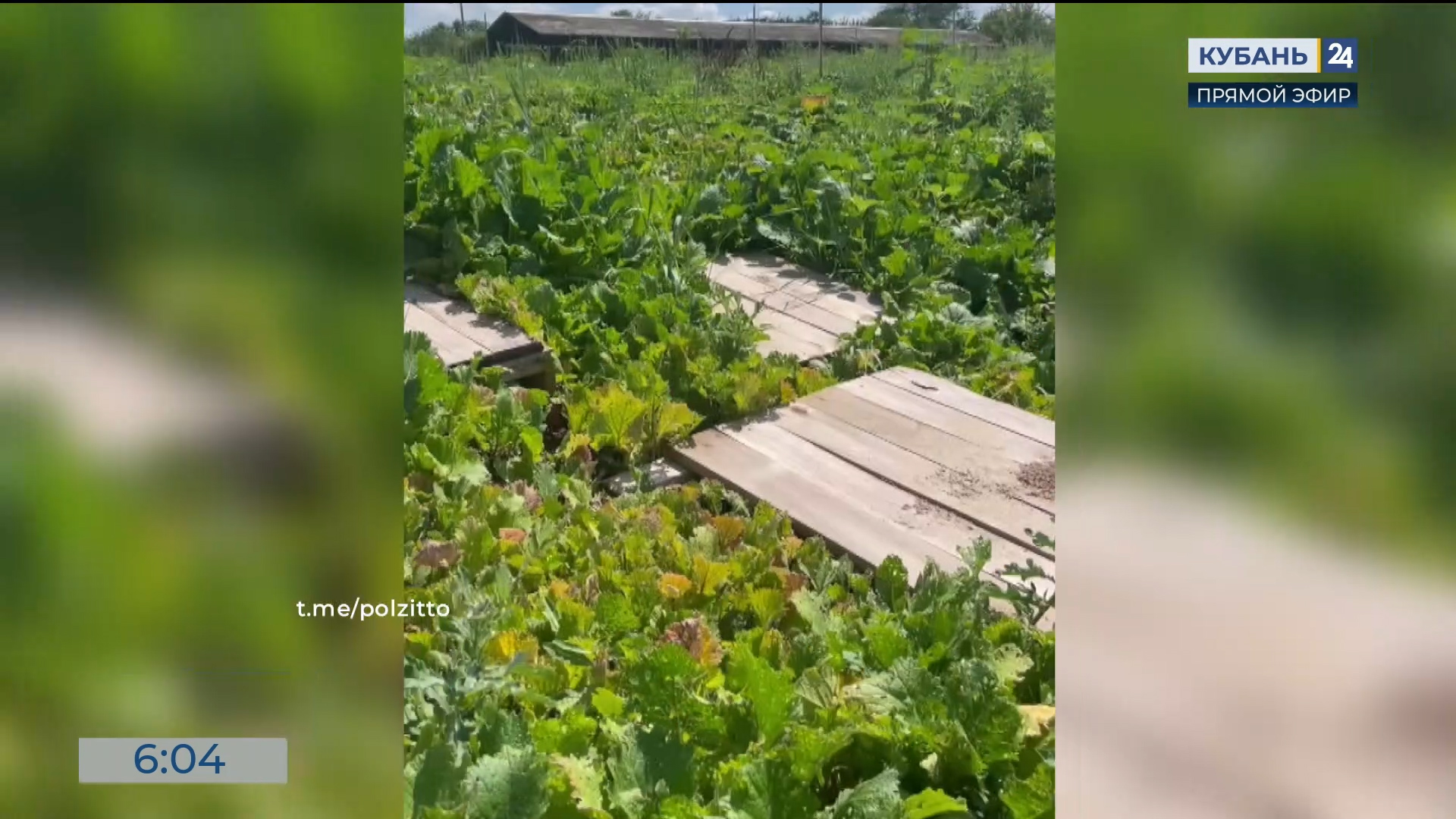 В Краснодарском крае открылась новая улиточная ферма