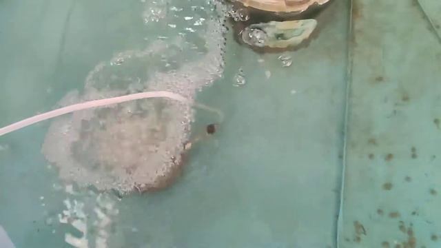 Карпы кои в бассейне!