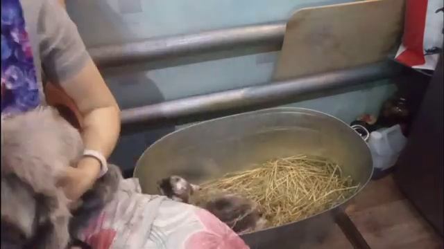 Первое кормление козлят дома / Приемный отец