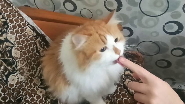 кошка ест лечебную посту