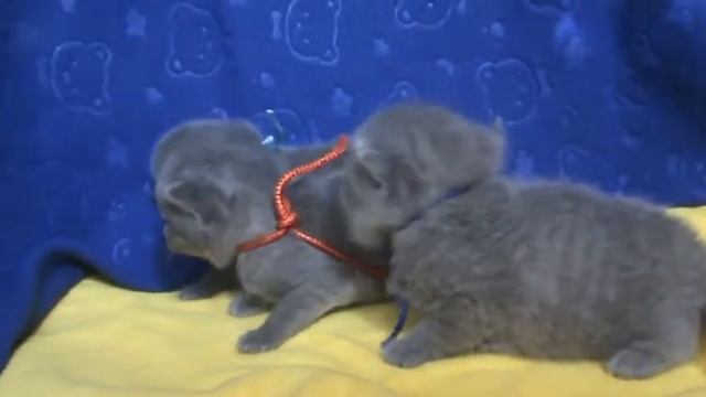 Очень маленькие британские котята
