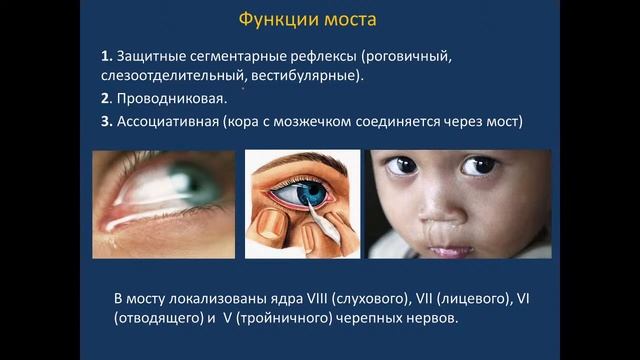 Ромбовидный мозг. Потоки В, Д. 07.09.2022 - 14:15