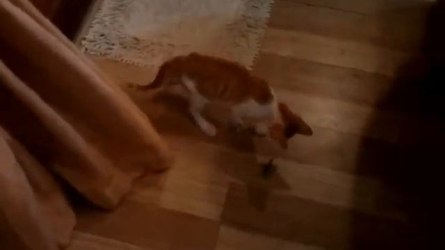 Cat for name Tom Yam - Очень спайси Котэ Том Ям