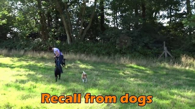 Wilfred - Doberman - 4 Week Residential Dog Training at Adolescent Dogs