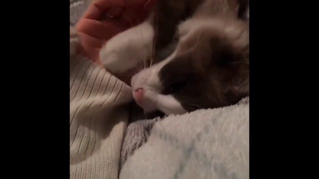 Лучшие видео инстаграм, природа, животные,спорт и многое другое..Best Video of instagram, animals