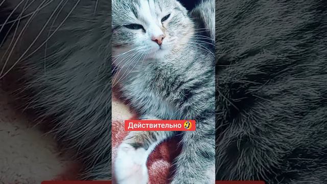 Хороший вопрос 😆
⠀
#люблюкошек #AlinaKlyukva #кареглазаяблондинка #котомания