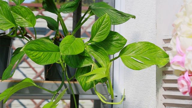 Dostawa Platycerium, Kroton... #monstera #roślinyegzotyczne #roślinydomowe #rośliny #kobietazogrode