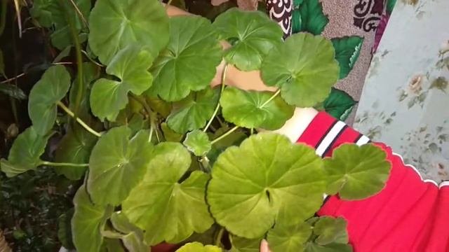 Герань в доме. Стоит ли держать комнатную герань