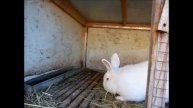 утепление крольчатника на зимний период, warming of rabbits for the winter period