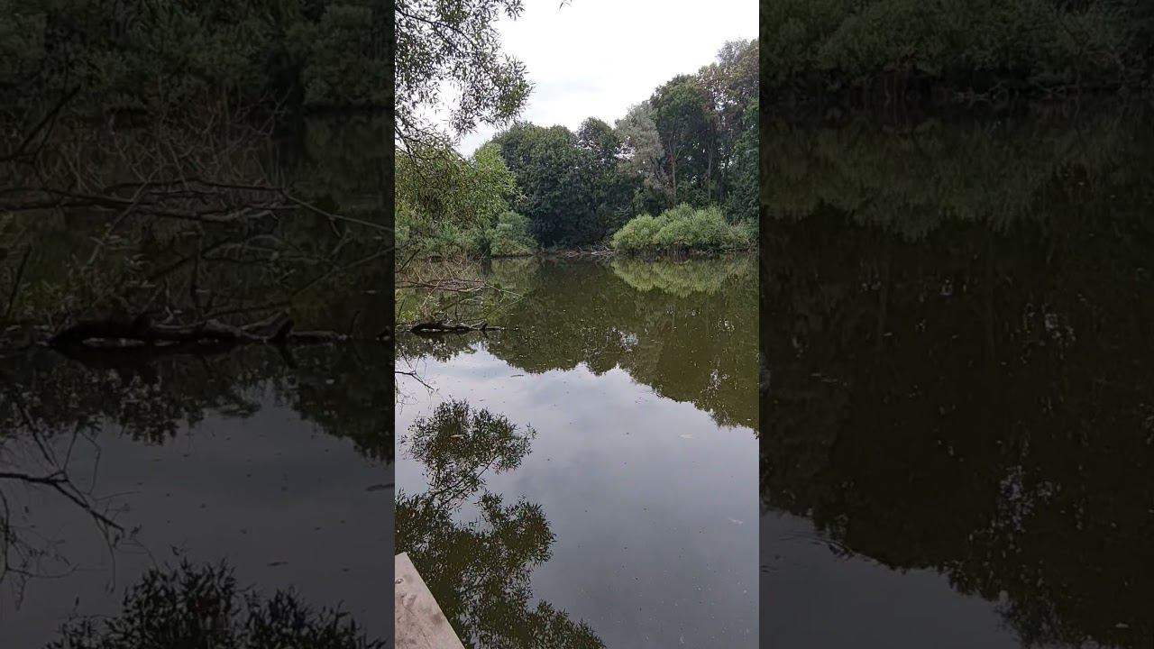 Подействовала ли хлорелла? Пруд после добавления хлореллы. #рыбалка #fishing