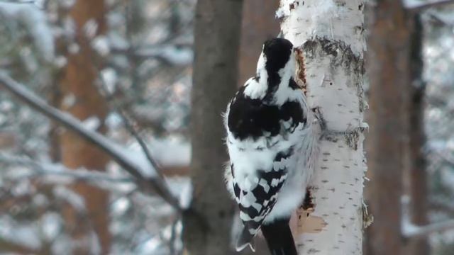 Птицы России, дятел белоспинный, white-backed woodpecker