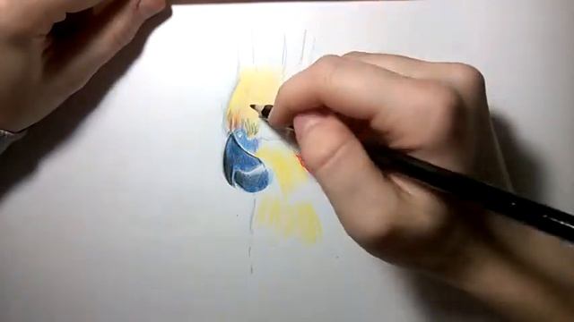 Рисунок кореллы