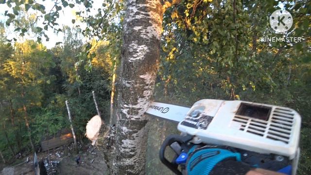 Обрезка крон высоких берёз из за опасения их падения при сильных ветрах