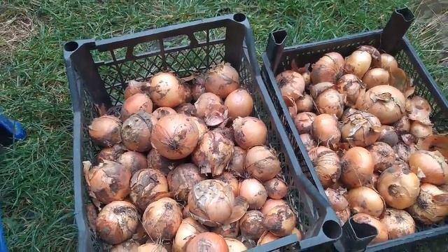 Урожай озимого лука Центурион и Штутгарт