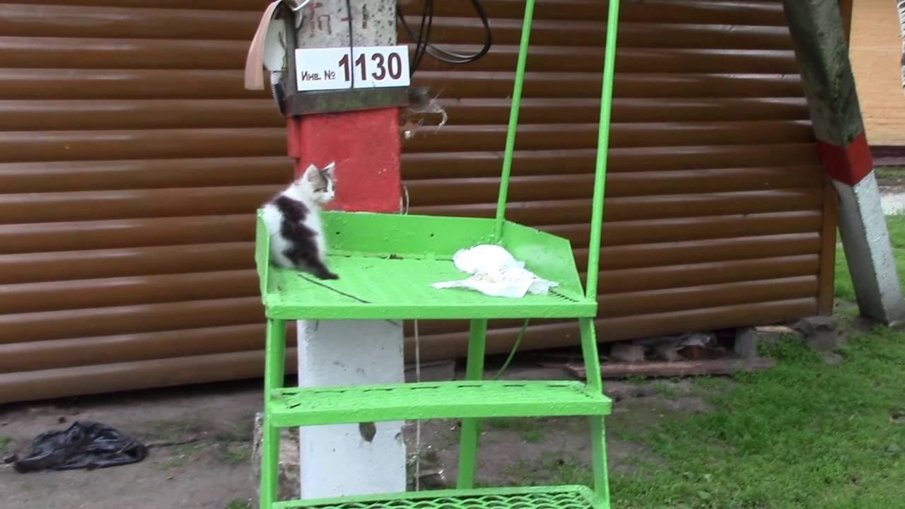 Шустрый котёнок