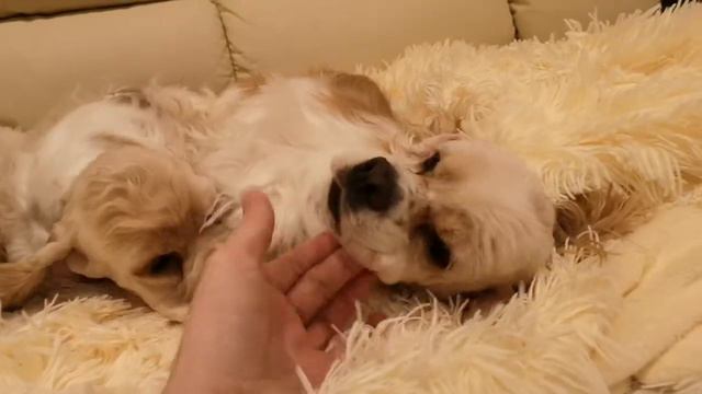 Мамочка Лизонька🥰 и деточки. Мальчик Амин ❤️ и девочка Изабелла 💞. 06.12.2020 деточкам 3,5 месяца 🌺