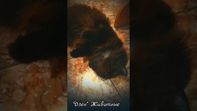 Кошка Мура