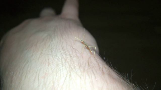 Детёныш Аннамского палочника гуляет по лесу - Baculum extradentatum