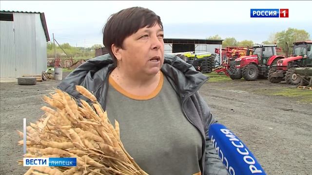 На полях Липецкого района испытывают новые сорта люпина