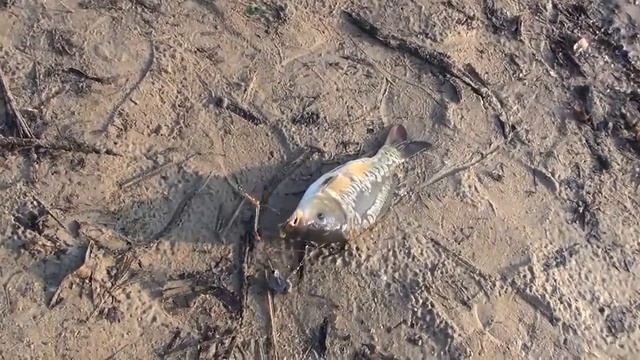 Поехали Мы на Рыбалку
