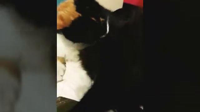 Котики с рождения и до 2018 года