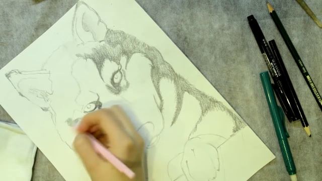 Рисунок хаски / The picture husky