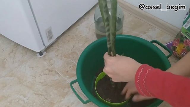 Сансевиерия гүлін отырғызу. Жатын бөлме гүлі. Зимбабве. Sansevieria. Пересадка. Уход. Казакша блог